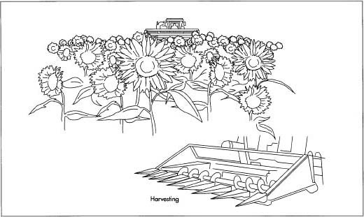 Sunflowers are harvested in the United States in late September or October. A modified grain head is put on the front of the harvesting combine to reduce seed loss. This special device collects the sunflower heads, while minimizing the amount of stem material.
